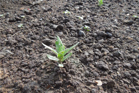 盆栽薰衣草如何种植