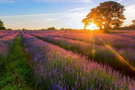 盆栽薰衣草如何种植