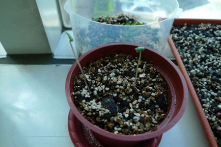 仙客来萌芽期的管理方法