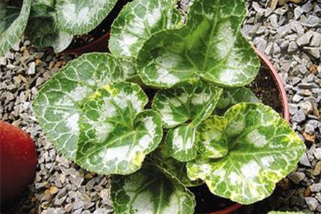 仙客来萌芽期的管理方法