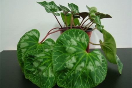 仙客来如何浇水