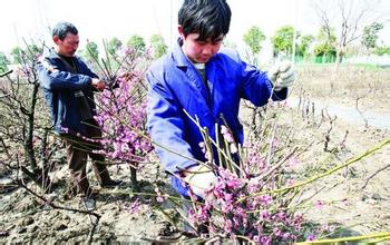 梅花如何修剪枝叶
