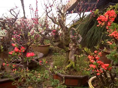 盆栽梅花养殖的注意些什么