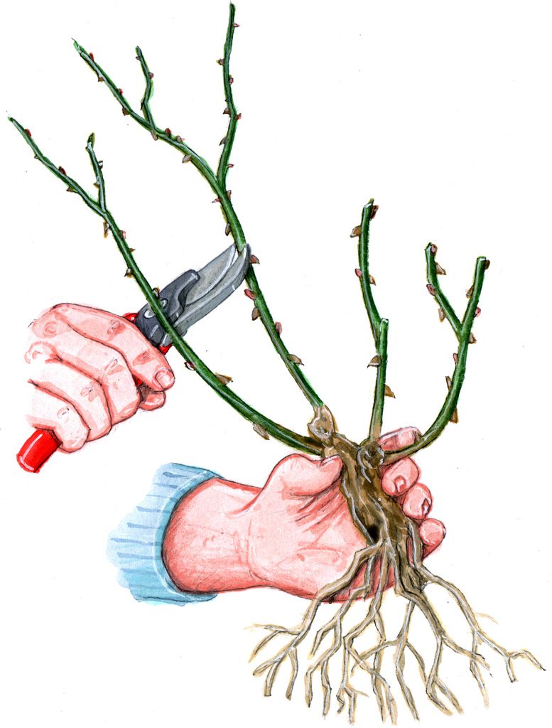 玫瑰花树修剪方法及技术