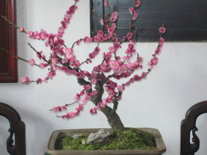 盆栽梅花养殖的注意些什么