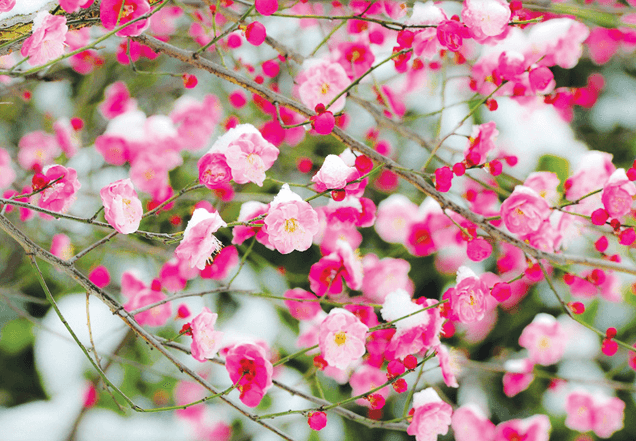 欲使梅花四季开放的秘诀