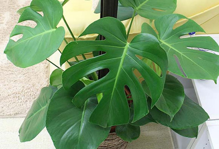 龟背竹如何繁殖