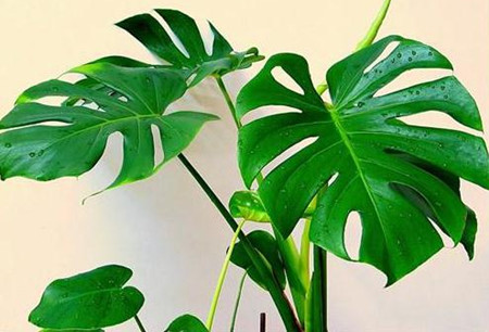 龟背竹如何繁殖