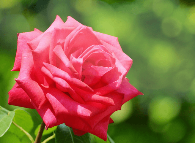 热天种植玫瑰花的注意些什么