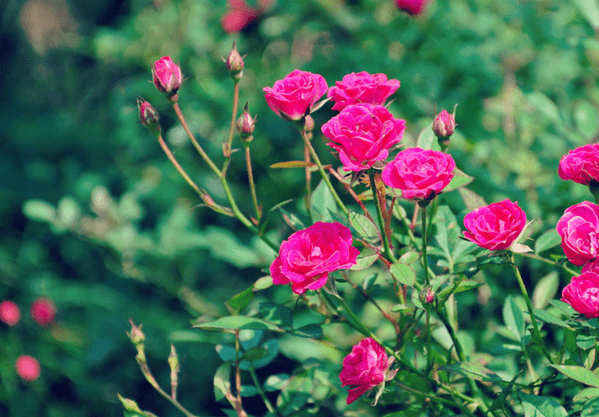热天种植玫瑰花的注意些什么