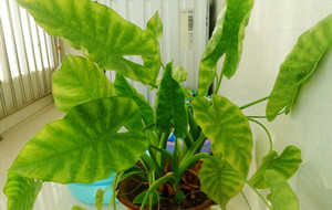 滴水观音的冬季养护