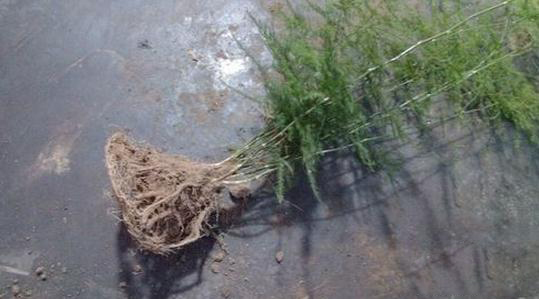 文竹如何分株分盆移栽