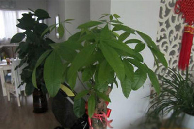 发财树的修剪时间方法