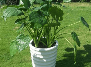 滴水观音的冬季养护