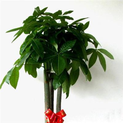 发财树的修剪时间方法