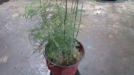 文竹如何分株分盆移栽