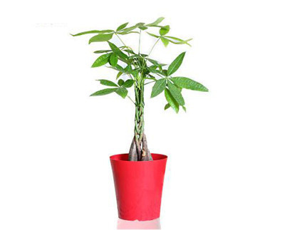 发财树的修剪时间方法