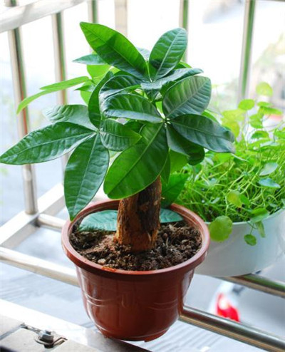 发财树的修剪时间方法