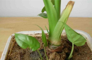 滴水观音的冬季养护