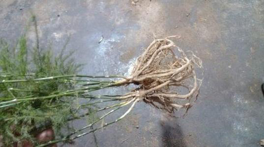 文竹如何分株分盆移栽