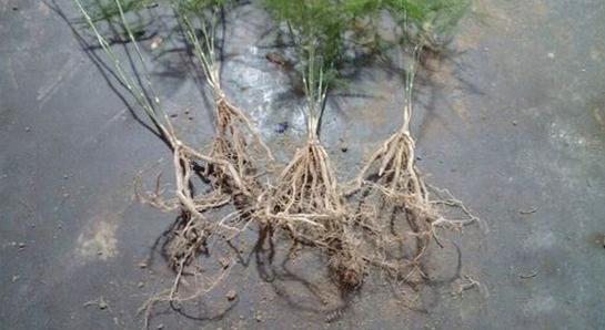 文竹如何分株分盆移栽