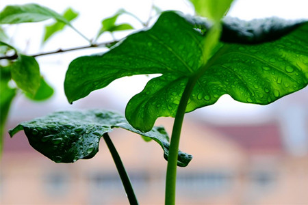 滴水观音如何浇水
