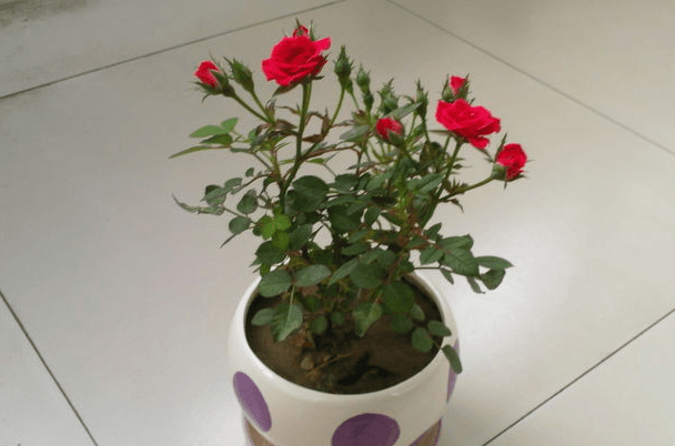 盆栽玫瑰花的种植方法