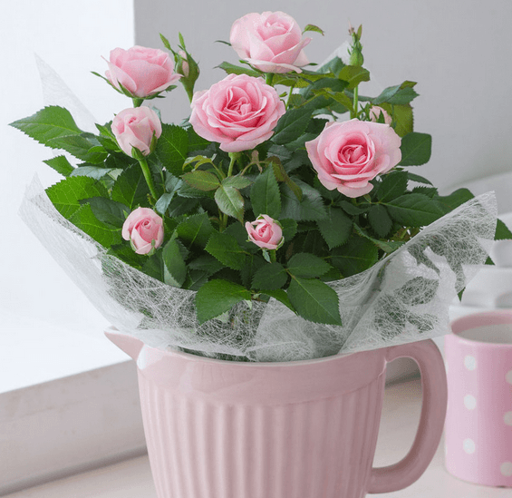 盆栽玫瑰花的种植方法