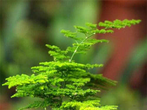 观赏文竹如何切叶、采收和保鲜