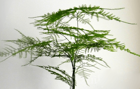 观赏文竹如何切叶、采收和保鲜