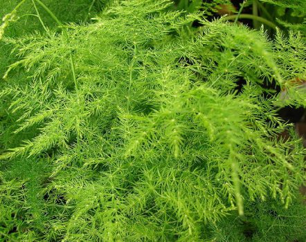 观赏文竹如何切叶、采收和保鲜