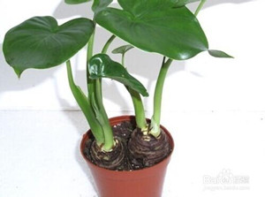 盆栽滴水观音如何培养