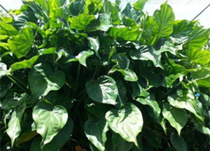 盆栽滴水观音如何培养