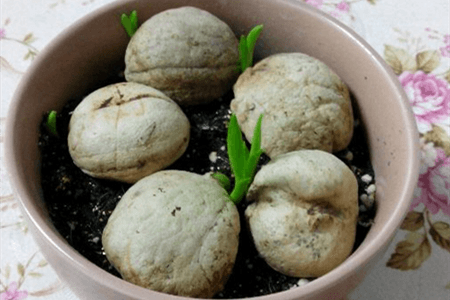 文殊兰种子繁殖法