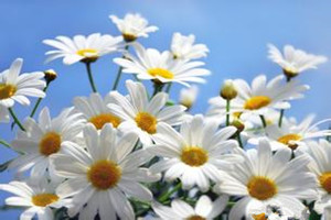 盆栽雏菊如何播种育苗