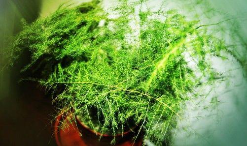 文竹的简易扦插繁殖方法