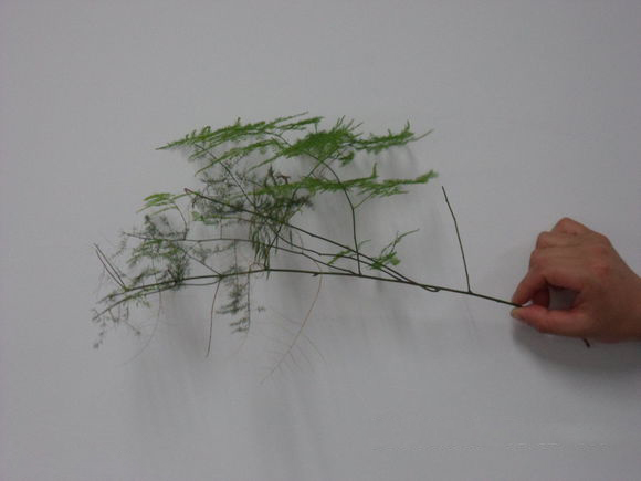 文竹的简易扦插繁殖方法