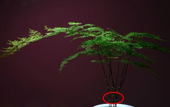 文竹的简易扦插繁殖方法