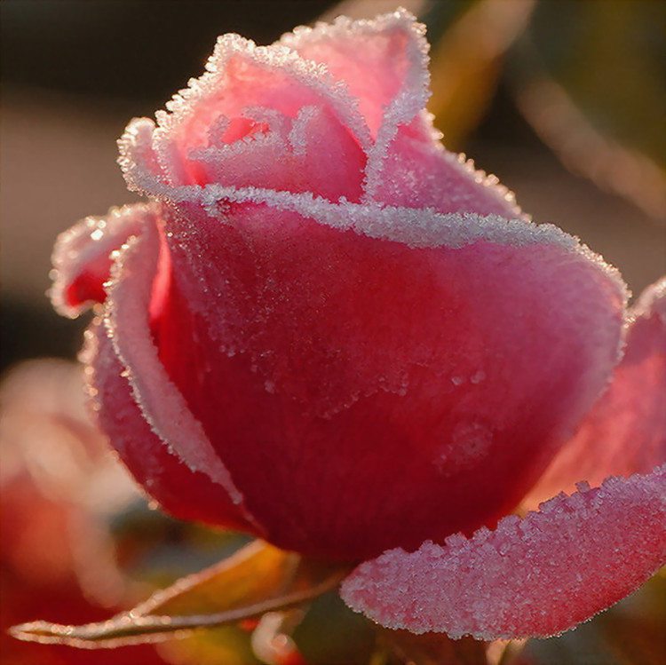 玫瑰花的冬季养护