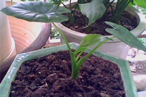 滴水观音的平时养护