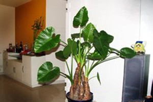 滴水观音的平时养护