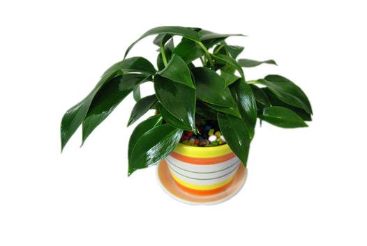 金钻四季养护方法