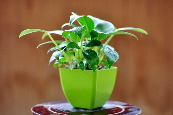 金钻四季养护方法