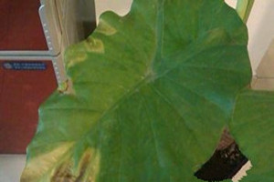 滴水观音的平时养护