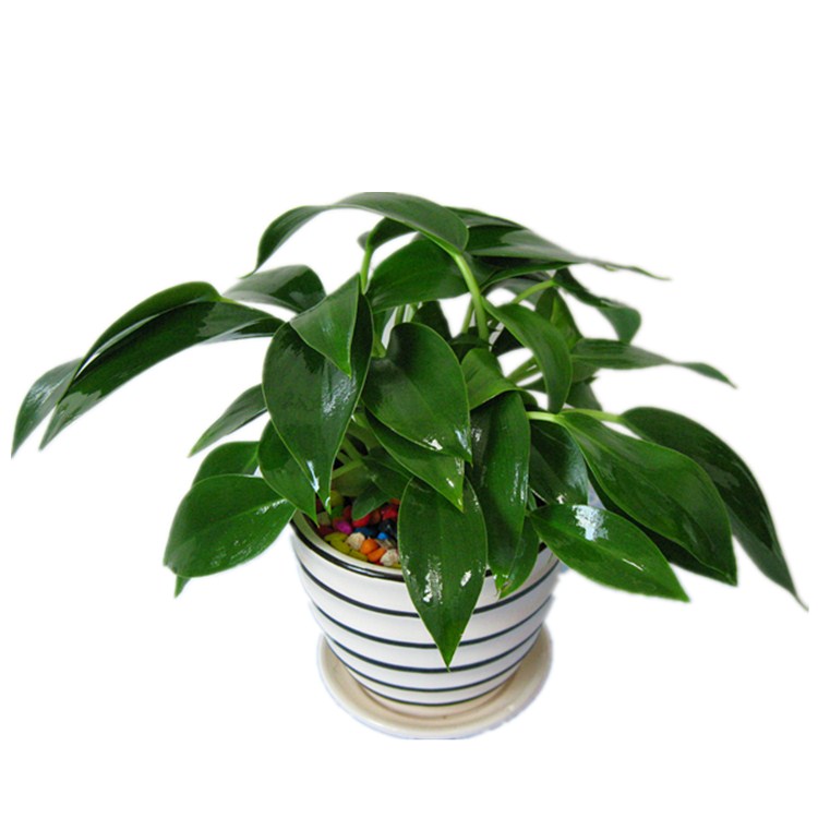 金钻四季养护方法