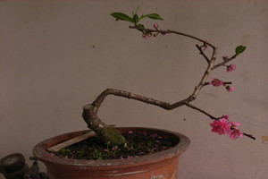 盆栽桃花的养护方法