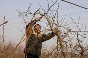 盆栽桃花的养护方法