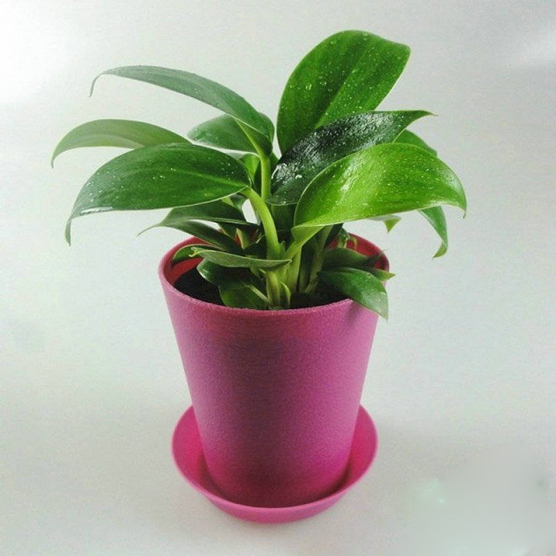 金钻四季养护方法