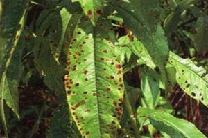 盆栽桃花的养护方法