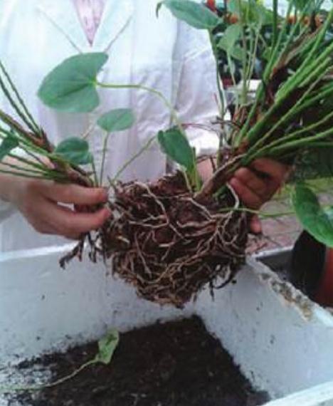 红掌的繁殖方法